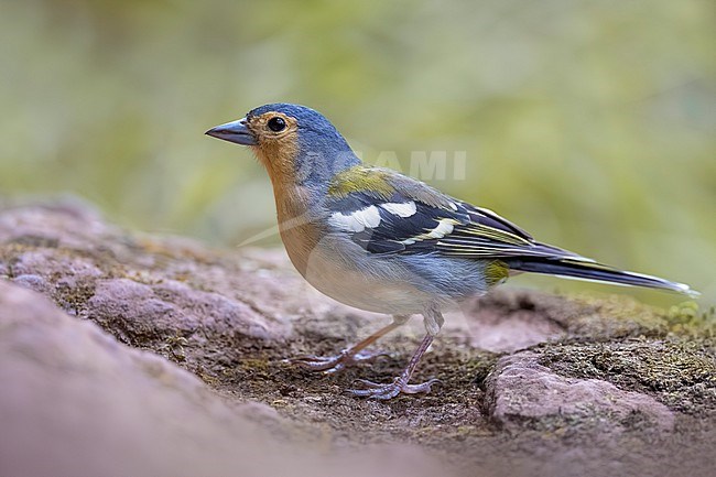Male Madeiran Chaffinch (Fringilla madeirensis) stock-image by Agami/Daniele Occhiato,