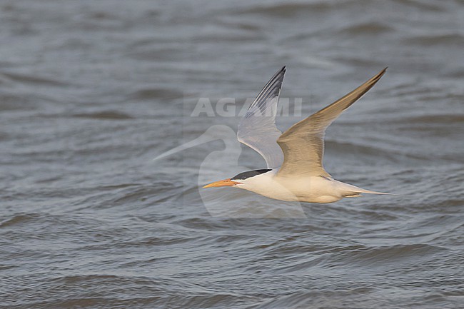 West African Crested Tern (Thalasseus albididorsalis) in flight. stock-image by Agami/David Monticelli,
