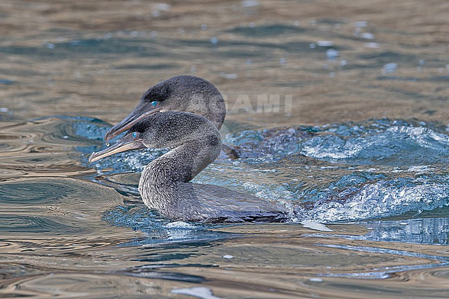 Flightless Cormorant, Nannopterum harrisi, on the Galapagos Islands, part of the Republic of Ecuador. Only found on just two islands; Fernandina, and the northern and western coasts of Isabela. stock-image by Agami/Pete Morris,