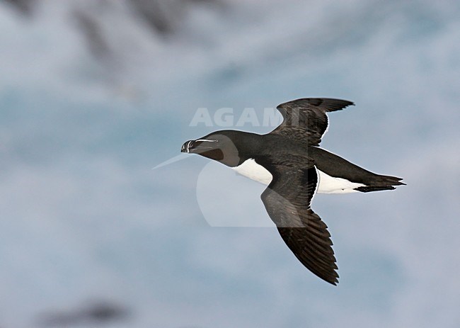 Alk in zomerkleed vliegend; Flying summer plumaged Razorbill stock-image by Agami/Markus Varesvuo,