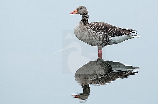 Grey-lag Goose (Anser anser), adult standing in the water, seen from the side stock-image by Agami/Fred Visscher,