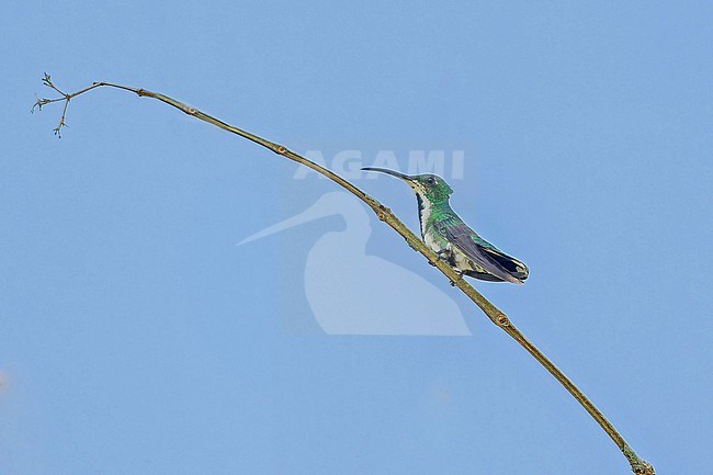 Female Veraguan Mango (Anthracothorax veraguensis) in Panama. stock-image by Agami/Pete Morris,