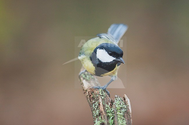 Great Tit - Kohlmeise - Parus major ssp. major, Germany, adult male stock-image by Agami/Ralph Martin,
