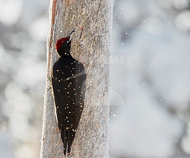 Black Woodpecker male (Dryocopus martius) Kuusamo Finland January 2018. stock-image by Agami/Markus Varesvuo,