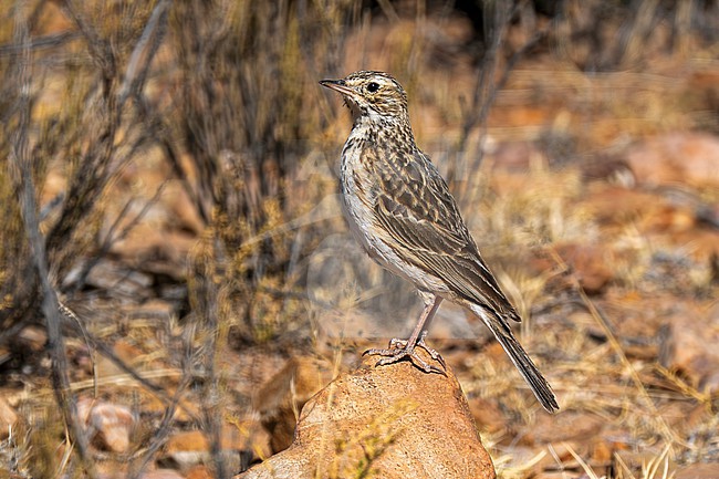 Puna Pipit (Anthus brevirostris) perched on a rock on the high elevation puna of northern Argentina stock-image by Agami/Andy & Gill Swash ,