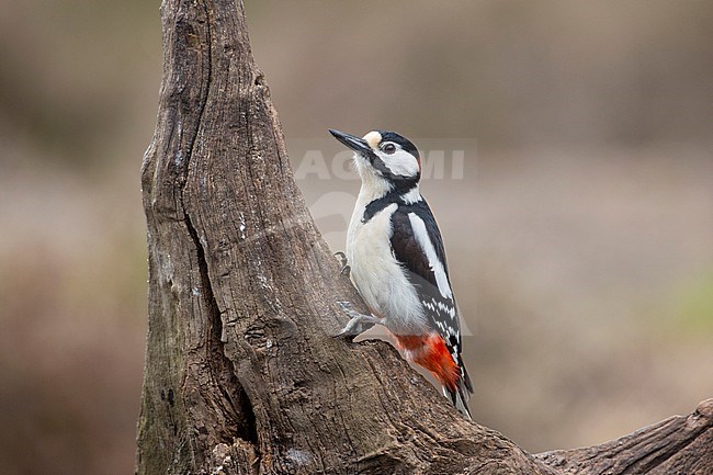 Mannetje Grote Bonte Specht op boomstronk, Male Great Spotted Woodpecker at tree trunk stock-image by Agami/Wil Leurs,