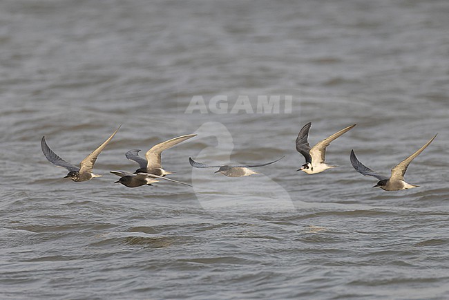 Flock of six Black Terns (Chlidonias niger) in adult winter and summer plumage in flight. stock-image by Agami/David Monticelli,