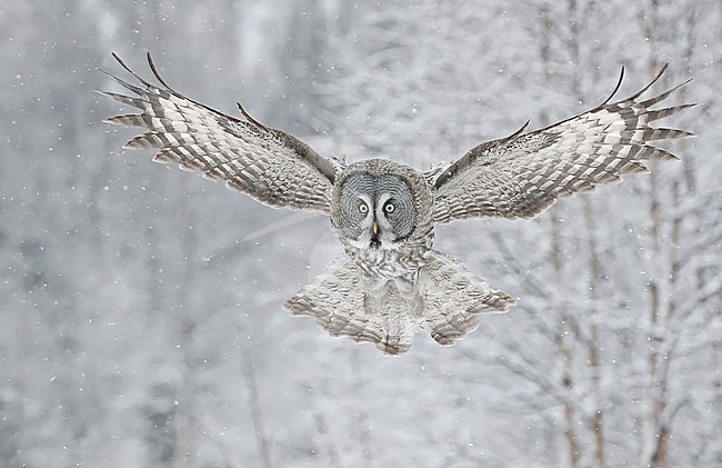 Hunting Great Grey Owl (Strix nebulosa), wintering in a cold taiga forest in northern Finland. stock-image by Agami/Markus Varesvuo,