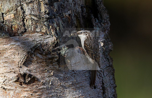 Adult Eurasian Treecreeper (Certhia familiaris) with food in the beak for the chicks in North Zealand, Denmark stock-image by Agami/Helge Sorensen,