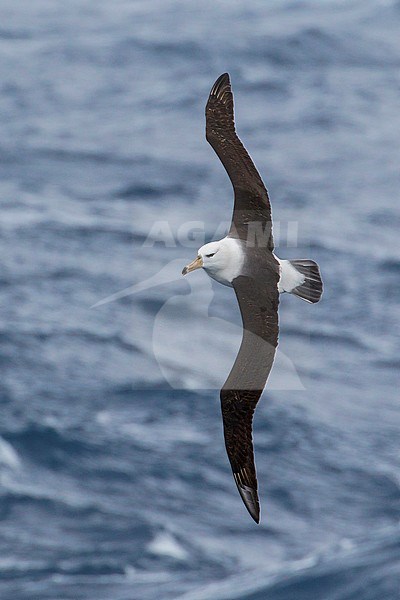 Black-browed Albatross (Thalassarche melanophris) flying over the ocean searching for food near South Georgia Island. stock-image by Agami/Glenn Bartley,