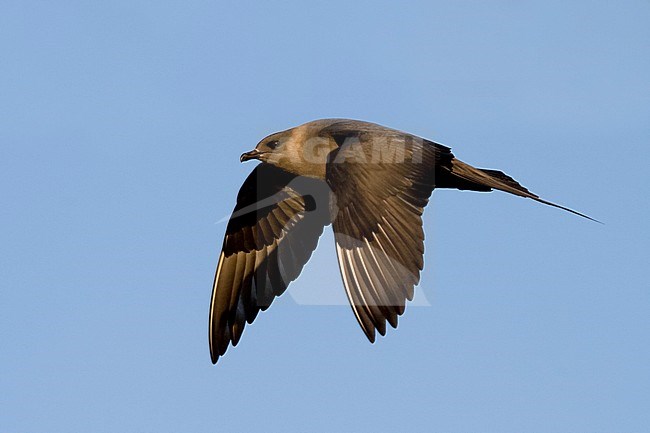 Kleine Jager, Parasitic Jaeger, Stercorarius parasiticus, Iceland, adult stock-image by Agami/Ralph Martin,