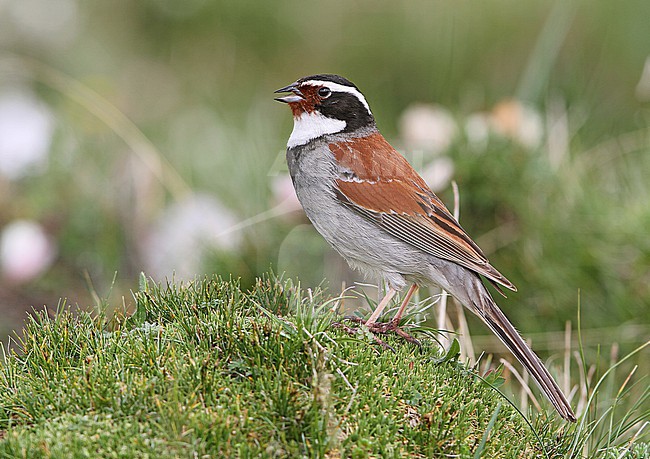 Singing male Kozlov's Bunting (Emberiza koslowi) in Qinghai, China. Also known as Tibetan bunting. stock-image by Agami/James Eaton,