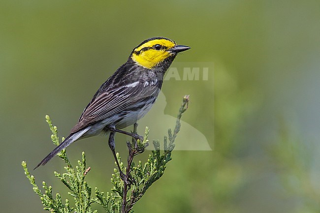 Adult male
Kimble Co., TX
April 2013 stock-image by Agami/Brian E Small,