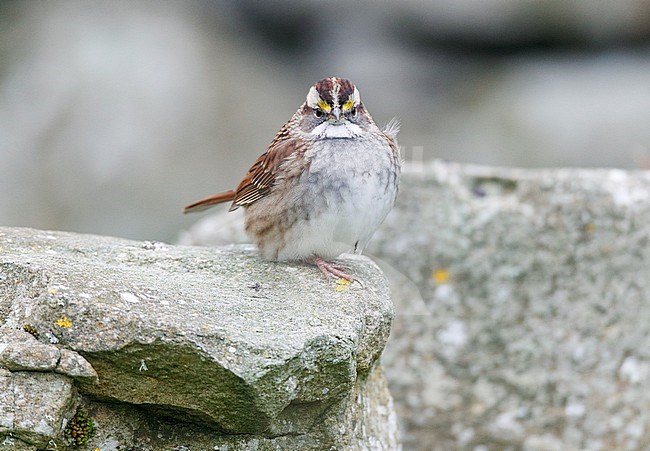 First-winter White-throated Sparrow (Zonotrichia albicollis) in Scotland. stock-image by Agami/Michael McKee,