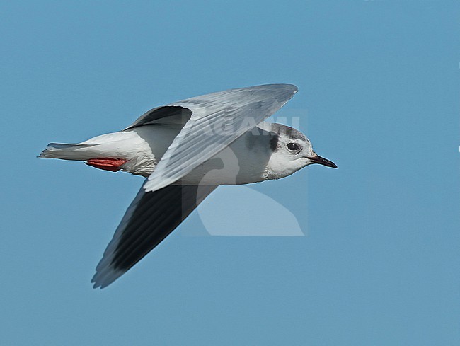 Little Gull flying over the Waddensea near Den Oever in beautiful sunlight stock-image by Agami/Renate Visscher,