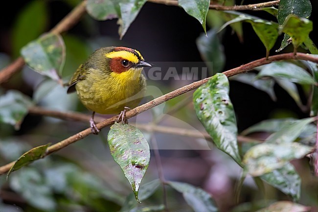 Golden-browed Warbler (Basileuterus belli) perched on a branch in a rainforest in Guatemala. stock-image by Agami/Dubi Shapiro,