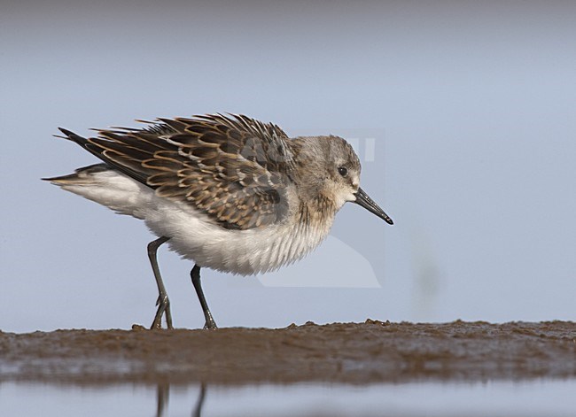 Little Stint immature wading in water; Kleine Strandloper onvolwassen wadend in het water stock-image by Agami/Jari Peltomäki,
