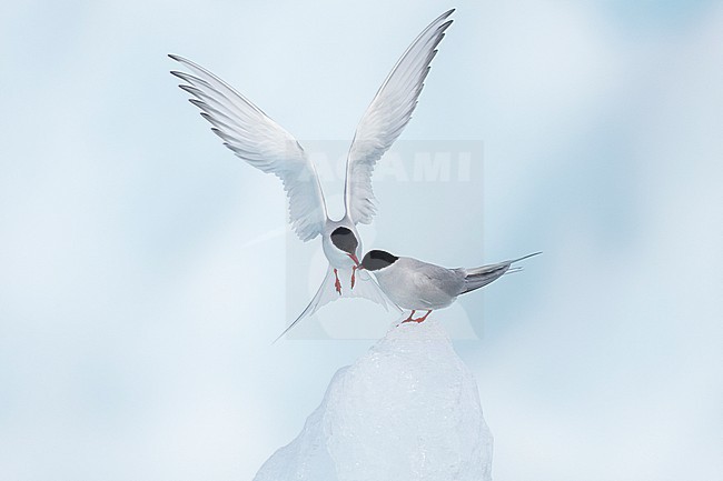 Arctic Tern (Sterna paradisaea), adult male  bringing a nuptial gift to the female, Southern Region, Iceland stock-image by Agami/Saverio Gatto,