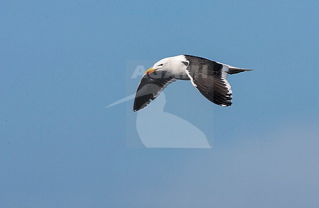 Adult Kelp Gull (Larus dominicanus vetula) in flight along the coast in South Africa. stock-image by Agami/Marc Guyt,