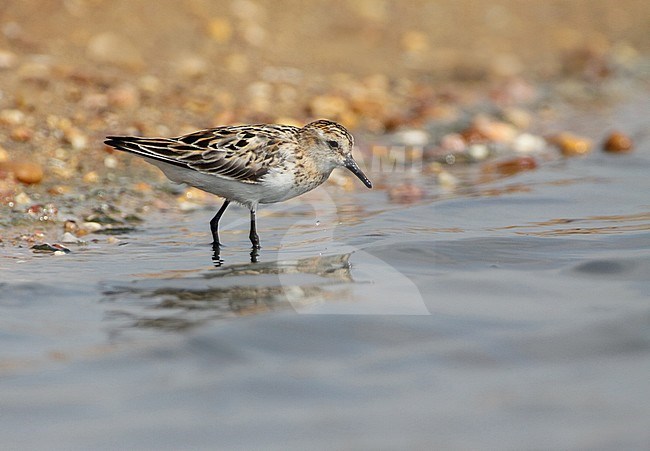 Little Stint (Calidris minuta) adult moulting from summer to winter plumage in Olhao, Portugal. stock-image by Agami/Karel Mauer,