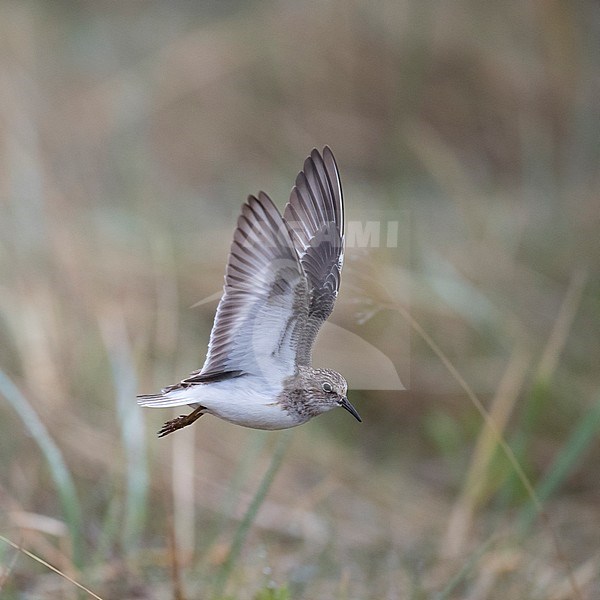 Side view of an adult Temminck's Stint (Calidris temminckii) in flight with upraised wings. Finland stock-image by Agami/Markku Rantala,