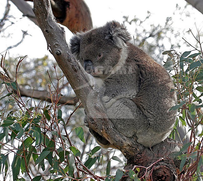 Koala (Phascolarctos cinereus) perched in a tree stock-image by Agami/Pete Morris,