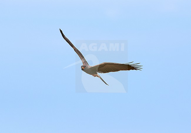 Male Snail Kite (Rostrhamus sociabilis) flying against a blue sky as a background, Argentina stock-image by Agami/Tomas Grim,