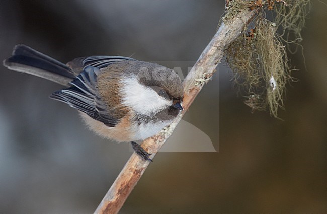 Bruinkopmees zittend op een tak; Grey-headed Chickadee perched on a branch stock-image by Agami/Markus Varesvuo,