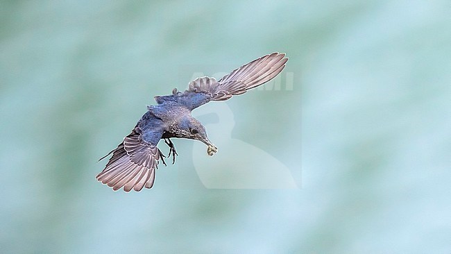Adult female Blue Rock-Thrush flying with worm in Montfraguë, Spain. May 20, 2018. stock-image by Agami/Vincent Legrand,