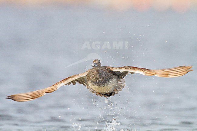 Krakeend; Gadwall; Anas strepera wintering ducks on lake during frost period stock-image by Agami/Menno van Duijn,