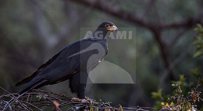 Adult Verreaux's Eagle, Aquila verreauxii, perched in a tree. stock-image by Agami/Ian Davies,