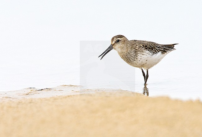 Dunlin (Calidris alpina) calling loud near the coast of the sea stock-image by Agami/Roy de Haas,