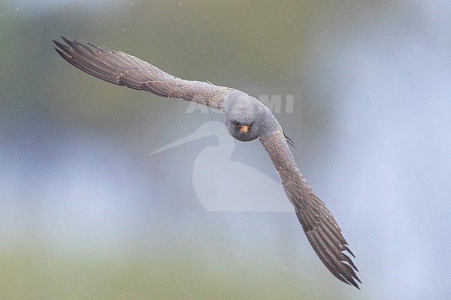 Red-footed Falcon (Falco vespertinus), front view of a 2nd cy male in flight, Campania, Italy stock-image by Agami/Saverio Gatto,