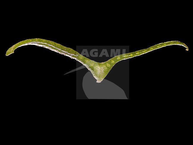 Green Snowdrop leaf section stock-image by Agami/Wil Leurs,