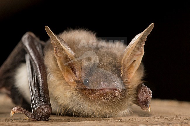 Greater Mouse-Eared Bat, Myotis Myotis stock-image by Agami/Theo Douma,