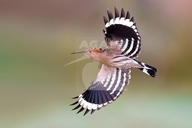 Eurasian Hoopoe (Upupa epops) in Italy. stock-image by Agami/Daniele Occhiato,