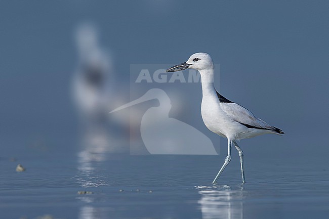 Adult Crab-Plover
(Dromas ardeola) sitting on the Sulaibikhat Bay, Kuwait. stock-image by Agami/Vincent Legrand,