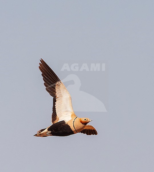 Black-bellied Sandgrouse (Pterocles orientalis) in the steppes near Belchite in Spain. stock-image by Agami/Marc Guyt,