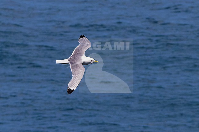 Black-legged Kittiwake (Rissa tridactyla) adult in flight near the colony. stock-image by Agami/David Monticelli,