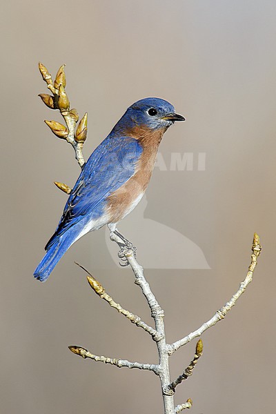 Adult male
Bernalillo Co., NM
November 2014 stock-image by Agami/Brian E Small,