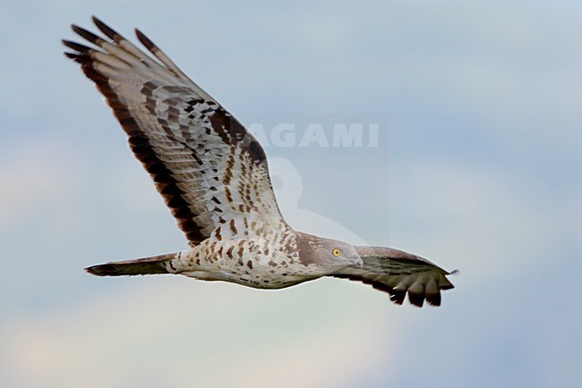 Wespendief in vlucht; European Honey Buzzard in flight stock-image by Agami/Daniele Occhiato,