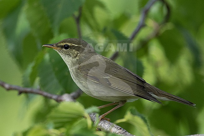 Japanese Leaf Warbler (Phylloscopus xanthodryas) stock-image by Agami/Yann Muzika,