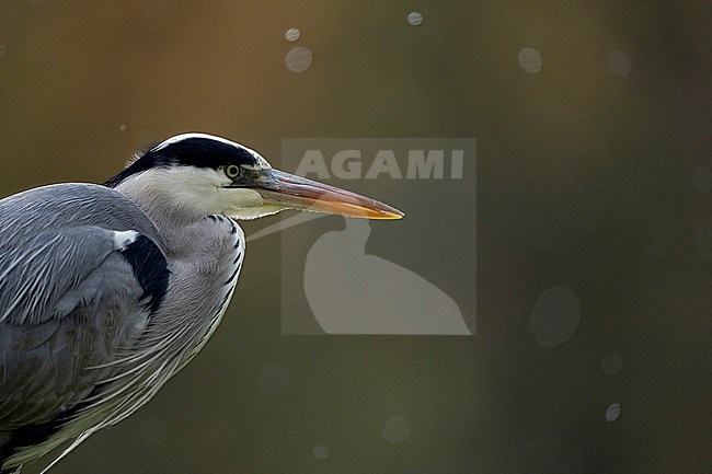 Blauwe reiger; Grey heron; Ardea cinerea stock-image by Agami/Han Bouwmeester,