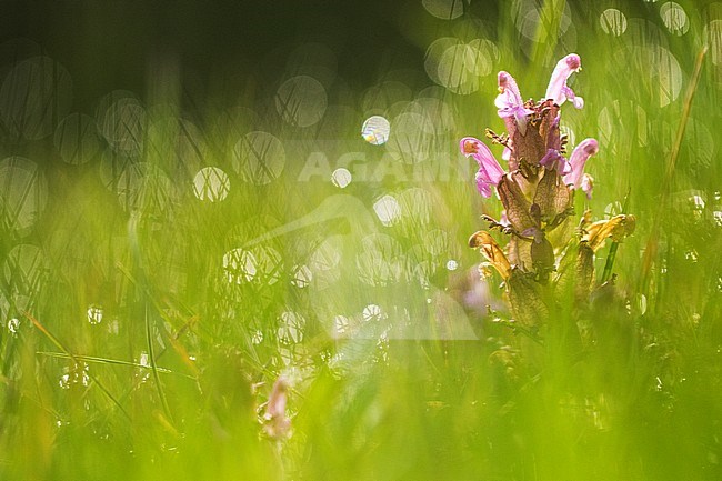 Lousewort stock-image by Agami/Wil Leurs,
