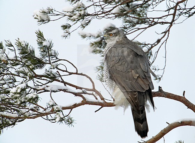 Havik in winters landschap; Northern Goshawk in winter setting stock-image by Agami/Markus Varesvuo,