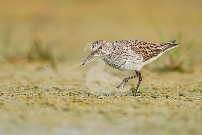 Adult breeding
Galveston Co., TX
May 2023 stock-image by Agami/Brian E Small,