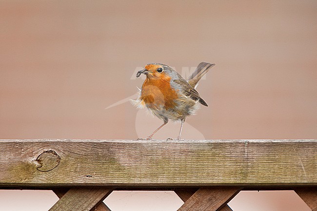 European Robin (Erithacus rubecula) perched with food on a garden fench in Katwijk, Netherlands stock-image by Agami/Marc Guyt,
