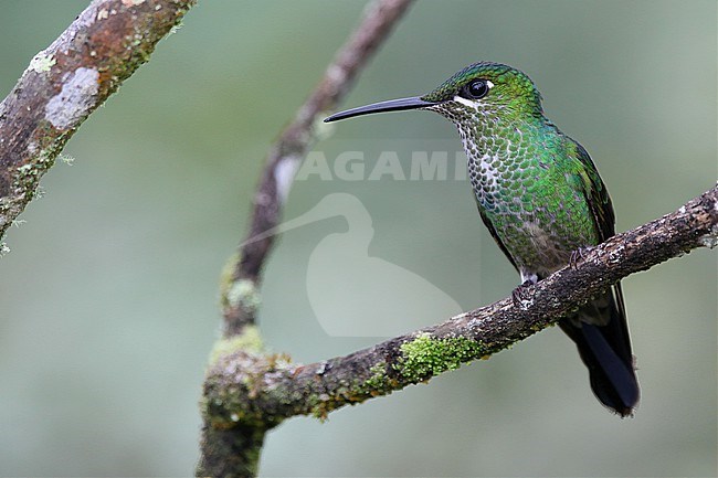 A female Green-crowned Brilliant (Heliodoxa jacula jacula) at ProAves Chestnut-capped Piha Reserve, Anorí, Antioquia, Colombia. stock-image by Agami/Tom Friedel,