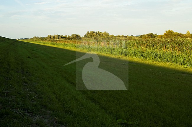 Oostvaardersplassen Flevopolder, Nederland / Netherlands stock-image by Agami/Marc Guyt,