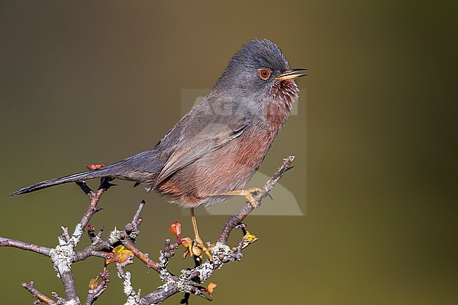 Dartford Warbler; Sylvia undata stock-image by Agami/Daniele Occhiato,